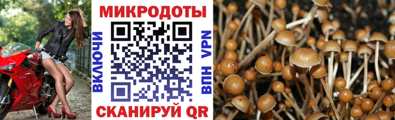 где найти наркотики  Сясьстрой  Галлюциногенные грибы ЛСД 